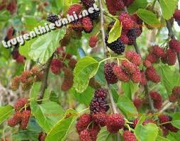 Truyện ngụ ngôn Tên cướp và cây dâu